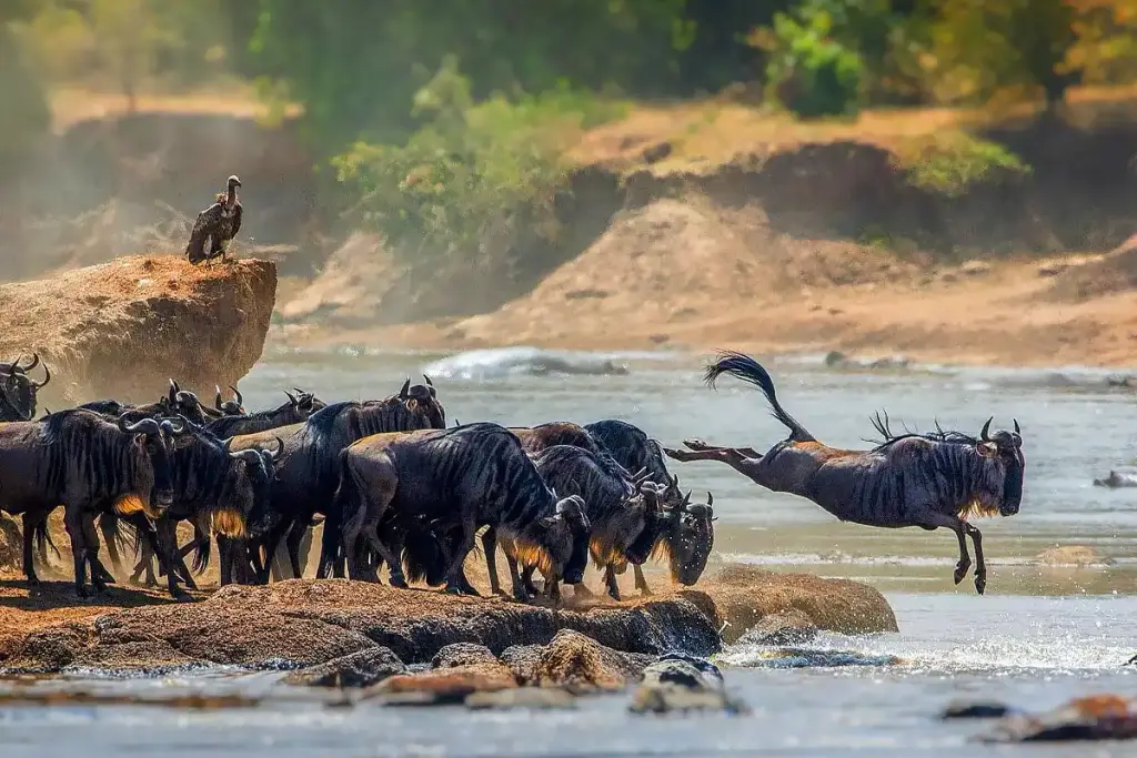Wildebeest leaping into a river as a vulture watches from a rock