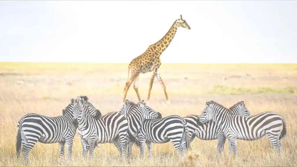 A giraffe walking behind a line of zebras on the open plains