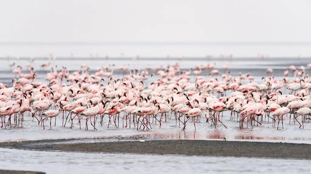 Flamingos at Lake Natron, Tanzania