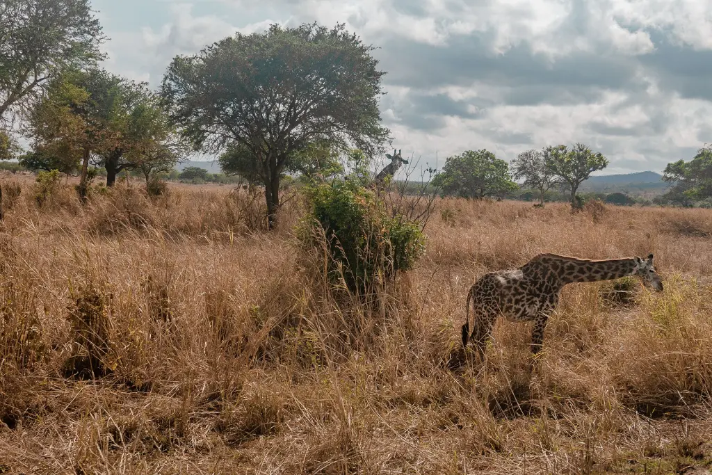 Giraffes in Mikumi National Park, Tanzania