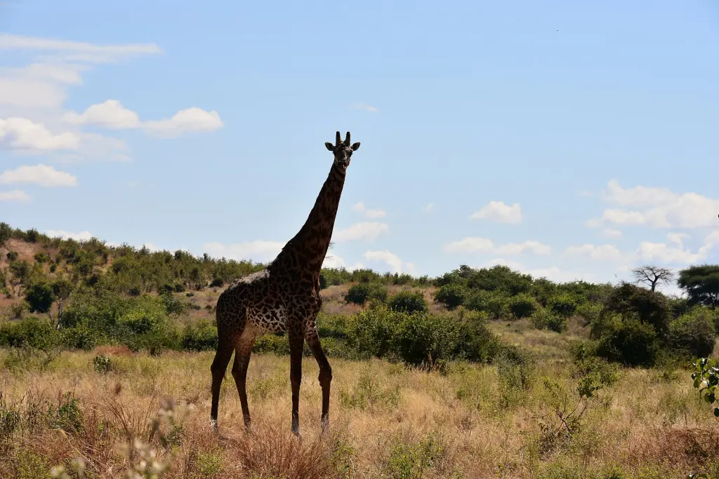 Giraffe, Ruaha National Park (10) (28121529844)