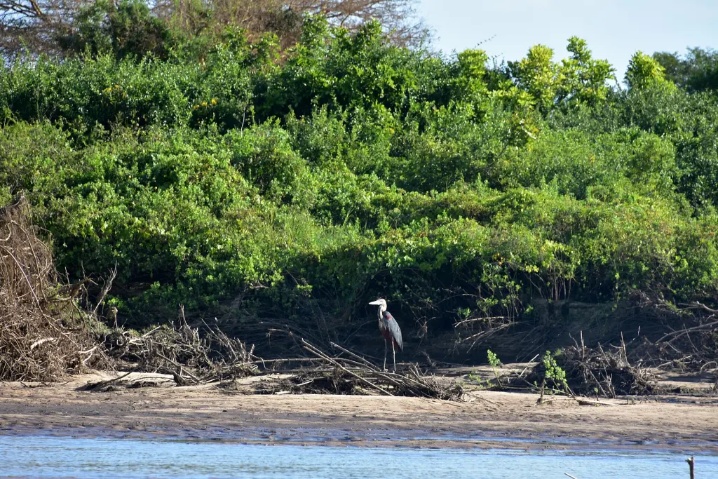 Along the Rufiji River in Selous Game Reserve (13) (28964429111)
