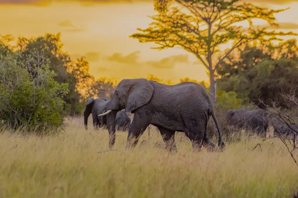 Elephant - Saadani National Park 4