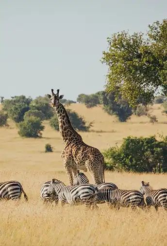 A giraffe and a herd of zebras among acacia trees on the savannah