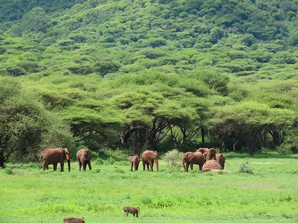 Elephants grazing in a green clearing below forested hills