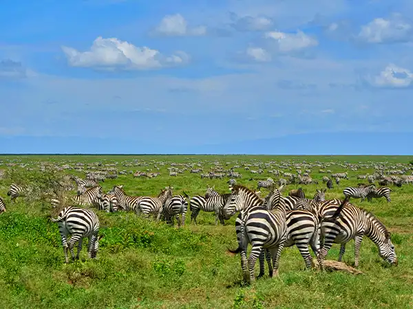 Zebras grazing on the green grasslands of the Ngorongoro Conservation Area