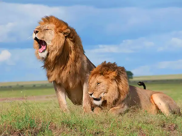 Two male lions on the grass, one roaring