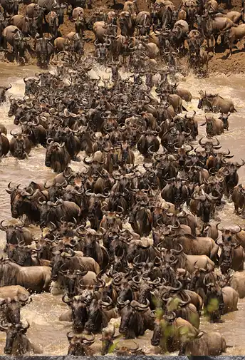 Wildebeest herds crowding the banks of the Mara River