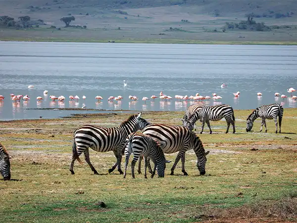 Zebras on the shore of Lake Manyara with flamingos behind