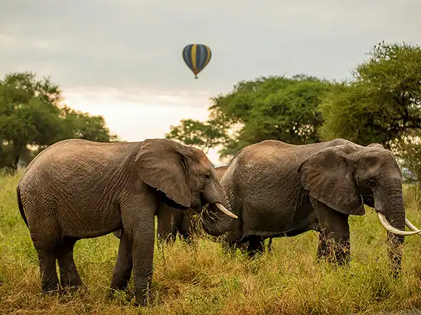 Two elephants in Tarangire with a hot air balloon in the sky